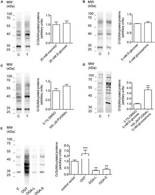 O-GlcNAcylation Suppresses the Ion Current IClswell by Preventing the Binding of the Protein ICln to α-Integrin